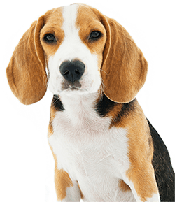 Beagle dog in training