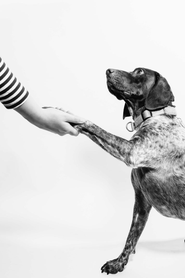 Black and white photo of a dog giving paw to their person